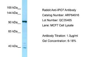 Western Blotting (WB) image for anti-Importin 7 (IPO7) (C-Term) antibody (ABIN2789995) (IPO7 抗体  (C-Term))