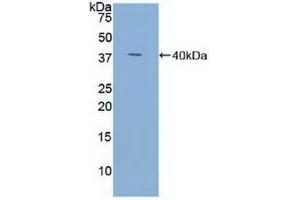 Detection of Recombinant TFF3, Human using Polyclonal Antibody to Trefoil Factor 3 (TFF3) (TFF3 抗体  (AA 22-80))