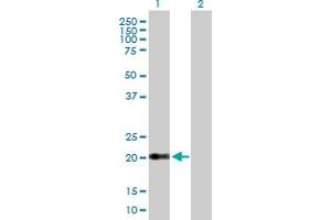 Western Blot analysis of CLDN15 expression in transfected 293T cell line by CLDN15 MaxPab polyclonal antibody.