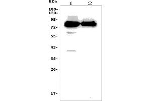 Western blot analysis of PPM1E using anti-PPM1E antibody (ABIN7600049).