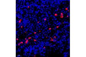 Immunofluorescence of paraffin embedded human lymph node using CSF1 (ABIN7073553) at dilution of 1:900 (400x lens) (M-CSF/CSF1 抗体)