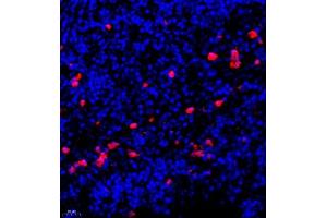 Immunofluorescence of paraffin embedded human lymph node using CSF1 (ABIN7073553) at dilution of 1:900 (400x lens) (M-CSF/CSF1 抗体)