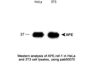 Image no. 1 for anti-Apurinic/Apyrimidinic Endonuclease 1 (APEX1) antibody (ABIN363379) (APEX1 抗体)
