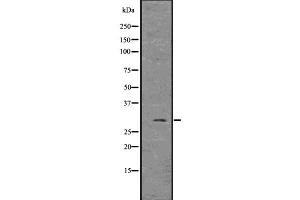 Western blot analysis of FGF3 using MCF7 whole  lysates. (FGF3 抗体)