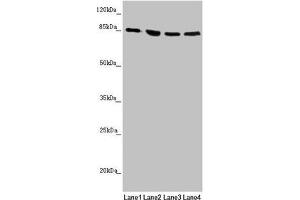 Western blot All lanes: MFN1 antibody at 1. (MFN1 抗体  (AA 622-741))