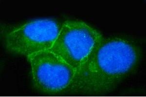 IF analysis of SNAP23 using anti-SNAP23 antibody (ABIN7599089).