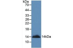 Western Blotting (WB) image for anti-Sema Domain, Immunoglobulin Domain (Ig), Short Basic Domain, Secreted, (Semaphorin) 3A (SEMA3A) (AA 580-664) antibody (ABIN7428446)