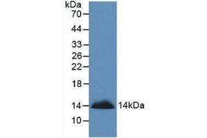 Detection of Recombinant SEMA3A, Human using Monoclonal Antibody to Semaphorin 3A (SEMA3A) (SEMA3A 抗体  (AA 580-664))