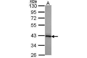 WB Image Sample (30 ug of whole cell lysate) A: A431 , 10% SDS PAGE DNAJB2 antibody antibody diluted at 1:1000 (DNAJB2 抗体  (Center))