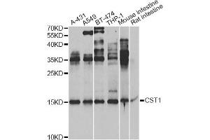 Western blot analysis of extracts of various cell lines, using CST1 Antibody. (CST1 抗体)