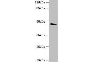 Western blot All lanes: DRD5 antibody at 2 μg/mL + Mouse brain tissue Secondary Goat polyclonal to rabbit IgG at 1/10000 dilution Predicted band size: 53 kDa Observed band size: 53 kDa (DRD5 抗体  (AA 361-477))