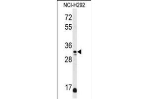 Western blot analysis of DDO Antibody in NCI-H292 cell line lysates (35ug/lane) (DDO 抗体  (AA 102-130))