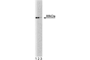 Western blot analysis of Nup88 on a HeLa cell lysate (Human cervical epitheloid carcinoma, ATCC CCL-2. (NUP88 抗体  (AA 314-425))