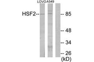 Western blot analysis of extracts from LOVO/A549 cells, using HSF2 Antibody. (HSF2 抗体  (AA 401-450))