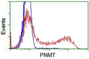 HEK293T cells transfected with either RC206586 overexpress plasmid (Red) or empty vector control plasmid (Blue) were immunostained by anti-PNMT antibody (ABIN2454537), and then analyzed by flow cytometry. (PNMT 抗体)
