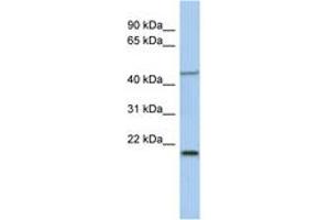 Image no. 1 for anti-Kruppel-Like Factor 15 (KLF15) (AA 215-264) antibody (ABIN6742232) (KLF15 抗体  (AA 215-264))
