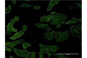 Immunofluorescence (IF) image for anti-RAS P21 Protein Activator (GTPase Activating Protein) 1 (RASA1) (AA 948-1047) antibody (ABIN519660)