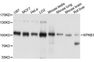 Western blot analysis of extracts of various cell lines, using KPNB1 antibody. (KPNB1 抗体)