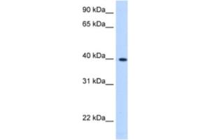 Western Blotting (WB) image for anti-Lipoic Acid Synthetase (LIAS) antibody (ABIN2463206) (LIAS 抗体)