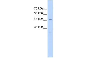 WB Suggested Anti-RAD23A Antibody Titration:  2. (RAD23A 抗体  (Middle Region))