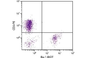 Chicken peripheral blood lymphocytes were stained with Mouse Anti-Chicken Bu-1-BIOT. (Bu-1 抗体  (Biotin))