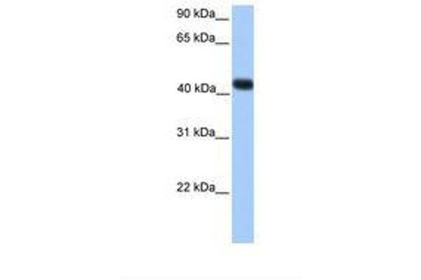 SSBP4 抗体  (C-Term)