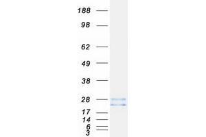 Western Blotting (WB) image for Ras Homolog Gene Family, Member C (RHOC) (Transcript Variant 1) protein (Myc-DYKDDDDK Tag) (ABIN2730853)