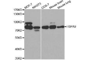 Western blot analysis of extracts of various cell lines, using HSPA9 antibody. (HSPA9 抗体  (AA 380-679))