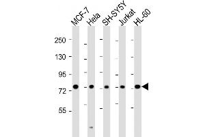 Western Blotting (WB) image for anti-Kinesin Family Member 22 (KIF22) (AA 423-456) antibody (ABIN6242941)