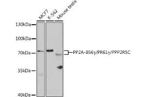 Western blot analysis of extracts of various cell lines, using PP2A-B56γ/PR61γ/PP2A-B56γ/PR61γ/PPP2R5C antibody (ABIN6132514, ABIN6146095, ABIN6146096 and ABIN6221146) at 1:1000 dilution. (PPP2R5C 抗体  (AA 1-320))