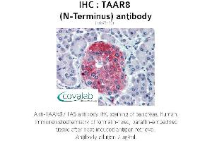 Image no. 2 for anti-Trace Amine Associated Receptor 8 (TAAR8) (Extracellular Domain), (N-Term) antibody (ABIN1739867)