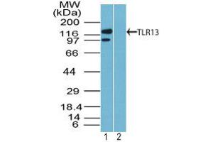 Image no. 1 for anti-Toll-Like Receptor 13 (Tlr13) (AA 800-850) antibody (ABIN960375) (TLR13 抗体  (AA 800-850))