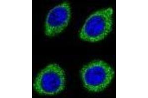 Confocal immunofluorescent analysis of HSD11B1L Antibody ) with U-251MG cell followed by Alexa Fluor 488-conjugated goat anti-rabbit lgG (green). (HSD11B1L 抗体  (C-Term))