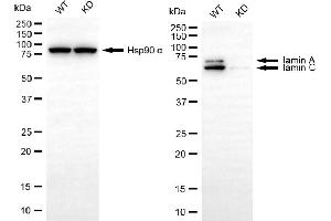 Western blotting analysis using Iamin A/C antibody (ABIN7799229).