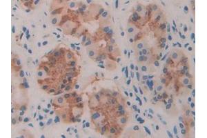 IHC-P analysis of Human Stomach Tissue, with DAB staining. (TLR3 抗体  (AA 574-713))