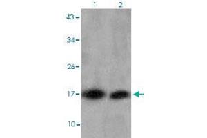 Western blot analysis of Lane 1: HT29 cells, Lane 2: C6 cells with HIST1H3D (Tri-methyl-K27) polyclonal antibody  at 1:500-1:1000 dilution.