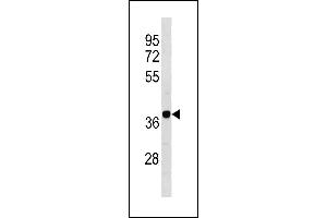 Mouse Camk1d Antibody (N-term) (ABIN1881135 and ABIN2843273) western blot analysis in 293 cell line lysates (35 μg/lane). (CAMK1D 抗体  (N-Term))