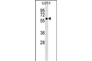 Western blot analysis in U251 cell line lysates (35ug/lane). (BTN3A3 抗体  (N-Term))