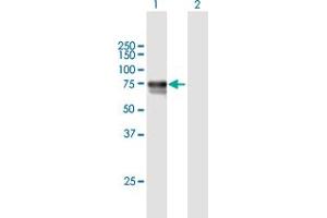 Western Blot analysis of DBH expression in transfected 293T cell line by DBH MaxPab polyclonal antibody. (DBH 抗体  (AA 1-603))