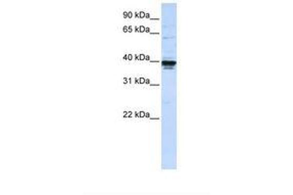ETV3L antibody  (AA 252-301)