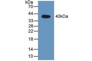 Western blot analysis of recombinant Rat STAT2. (STAT2 抗体  (AA 587-838))