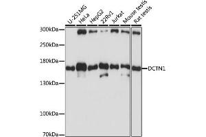Western blot analysis of extracts of various cell lines, using DCTN1 antibody (ABIN3022541, ABIN3022542, ABIN3022543 and ABIN6218891) at 1:1000 dilution. (Dynactin 1 抗体  (AA 945-1139))