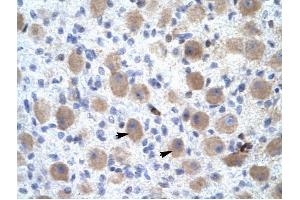 OR13C9 antibody was used for immunohistochemistry at a concentration of 4-8 ug/ml to stain Neural cells (arrows) in Human Brain. (OR13C9 抗体  (Middle Region))