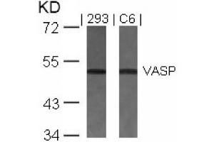 Image no. 2 for anti-Vasodilator-Stimulated phosphoprotein (VASP) (Ser157) antibody (ABIN197436) (VASP 抗体  (Ser157))