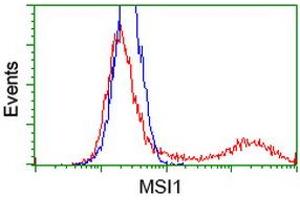 HEK293T cells transfected with either RC215992 overexpress plasmid (Red) or empty vector control plasmid (Blue) were immunostained by anti-MSI1 antibody (ABIN2454113), and then analyzed by flow cytometry. (MSI1 抗体)
