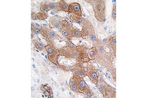 Immunohistochemistry (IHC) image for anti-Cytochrome P450, Family 3, Subfamily A, Polypeptide 5 (CYP3A5) antibody (ABIN3003497) (CYP3A5 抗体)