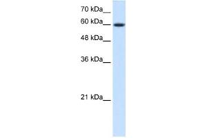 WB Suggested Anti-NR4A3 Antibody Titration:  0. (NR4A3 抗体  (Middle Region))
