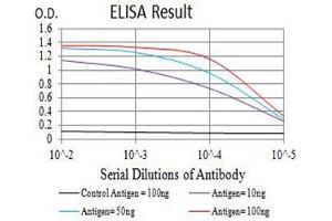 Black line: Control Antigen (100 ng),Purple line: Antigen (10 ng), Blue line: Antigen (50 ng), Red line:Antigen (100 ng) (GRIK2 抗体  (AA 45-226))