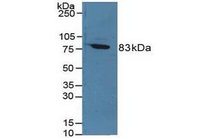 Western blot analysis of Rat Serum. (F13A1 抗体  (AA 140-377))