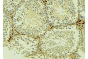 ABIN6275046 at 1/100 staining Mouse testis tissue by IHC-P. (ATG4D 抗体  (C-Term))